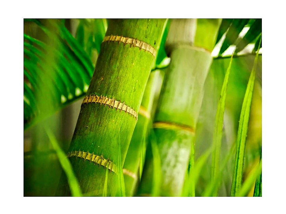 Papier Peint "Bambou Détail" 231 x 300 cm