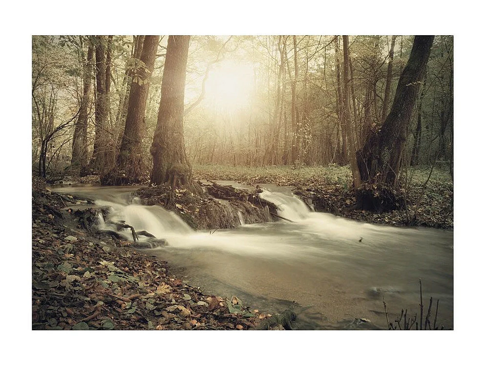 Papier Peint "Forest Cascade" 210 x 300 cm