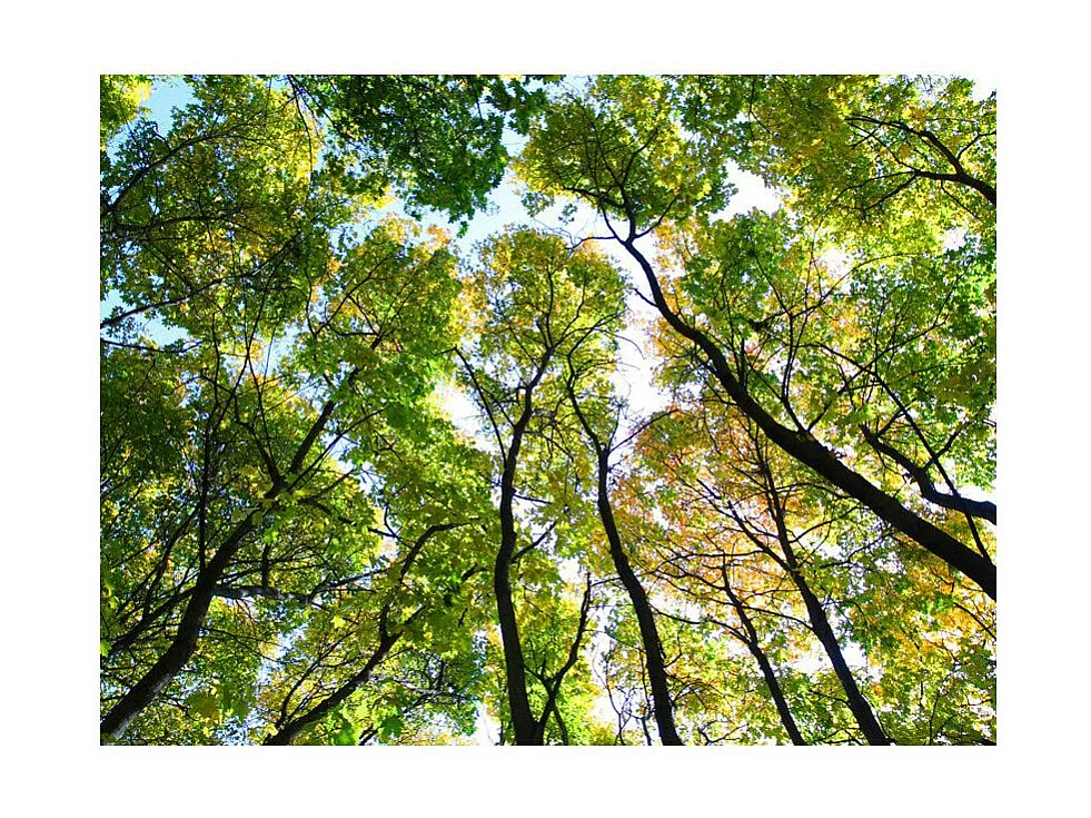 Papier Peint "Looking Up at the Trees" 231 x 300 cm