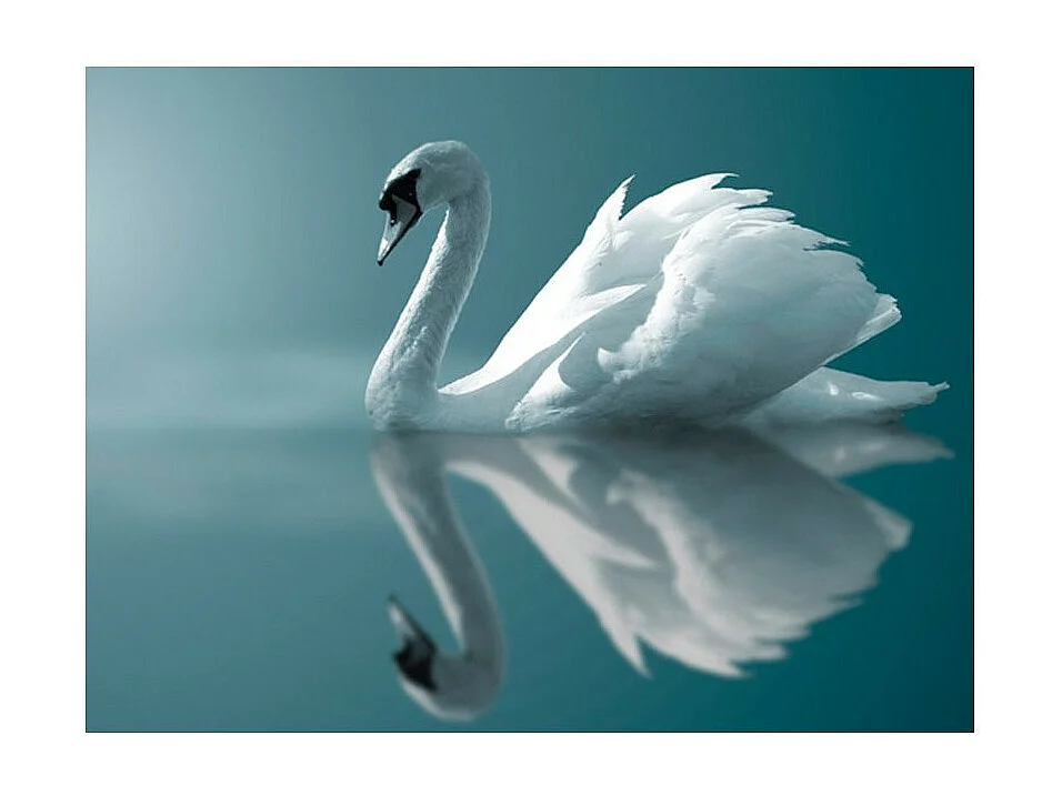 Papier Peint "Cygne Blanc" 231 x 300 cm