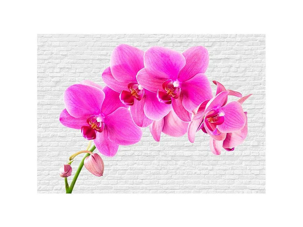 Papier Peint "Pink Excitation" 175 x 250 cm