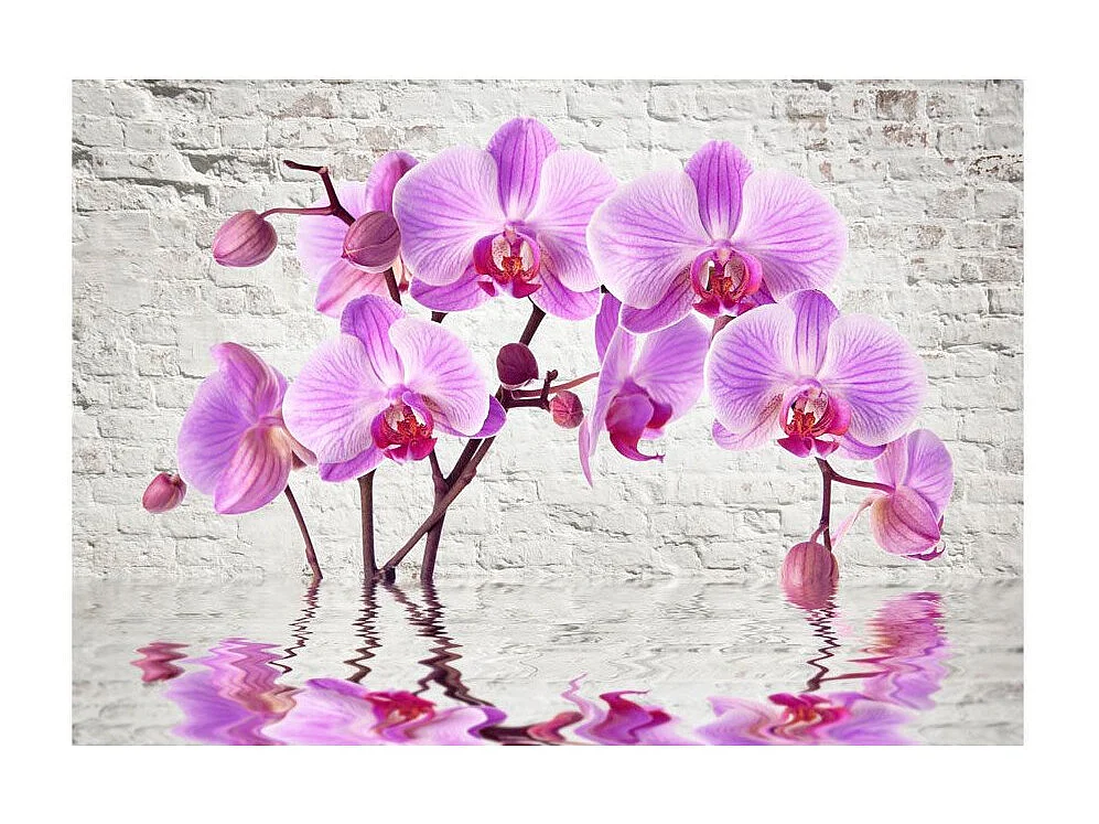 Papier Peint "Purple Delight" 210 x 300 cm