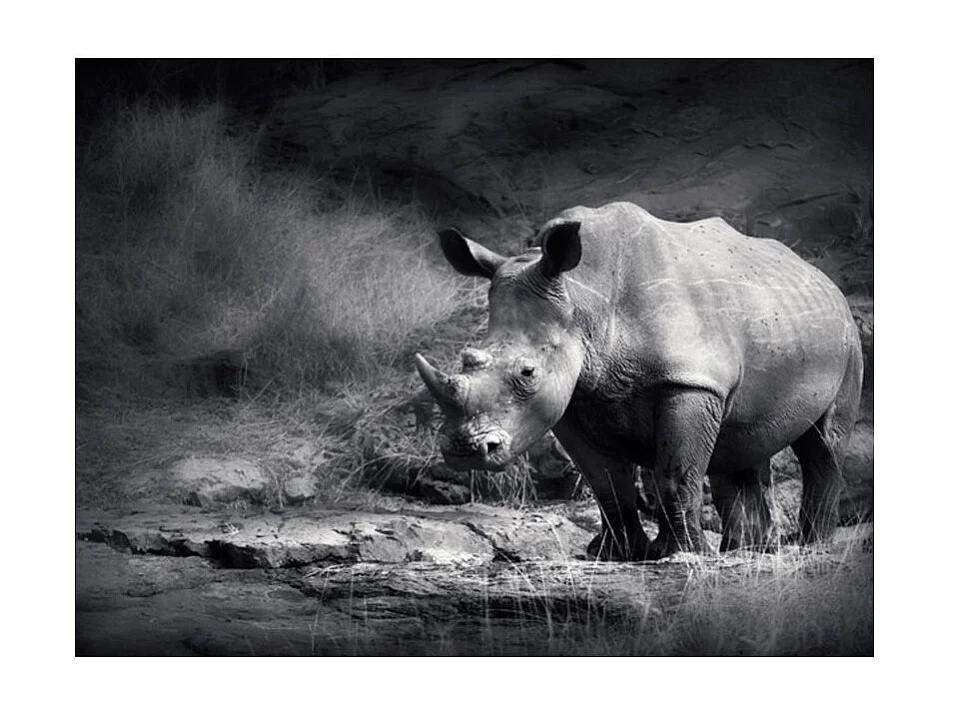 Papier Peint "Rhinocéros Perdu dans la Rêverie" 231 x 300 cm