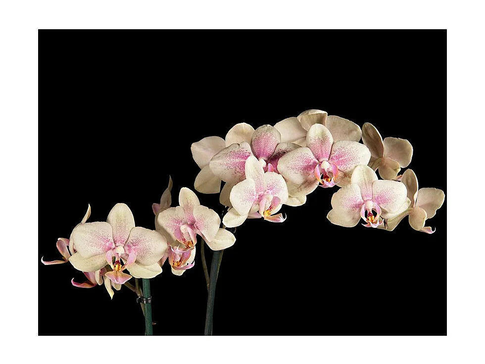 Papier Peint "Orchidée en Fleurs" 270 x 350 cm