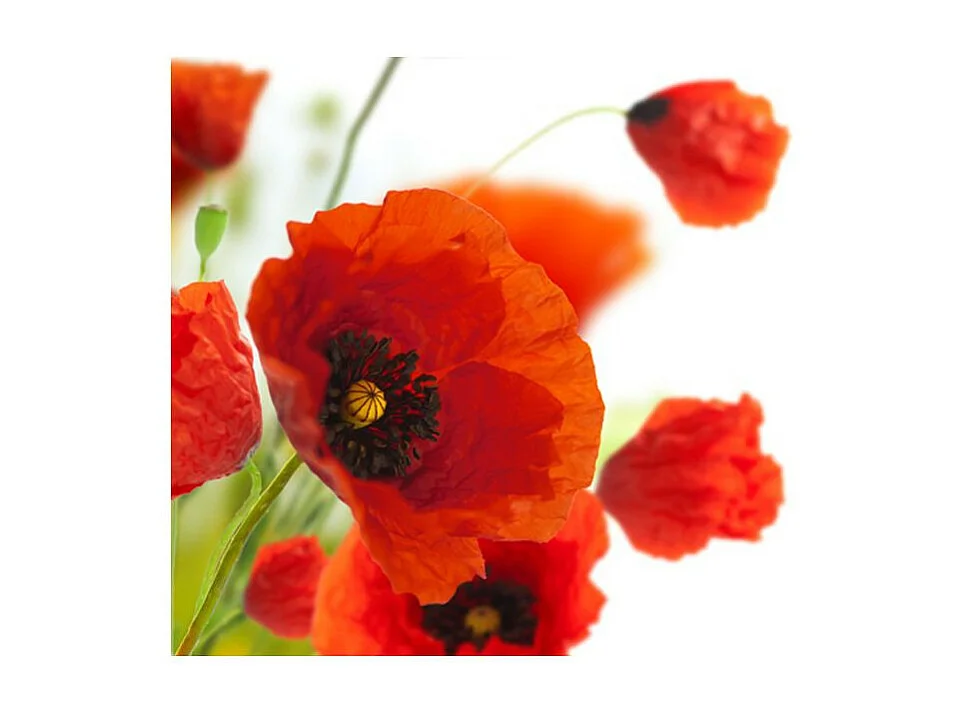 Papier Peint "Poppies on the Wihite Background" 231 x 300 cm
