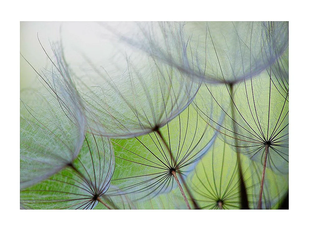 Papier Peint "Moments Futiles" 210 x 300 cm