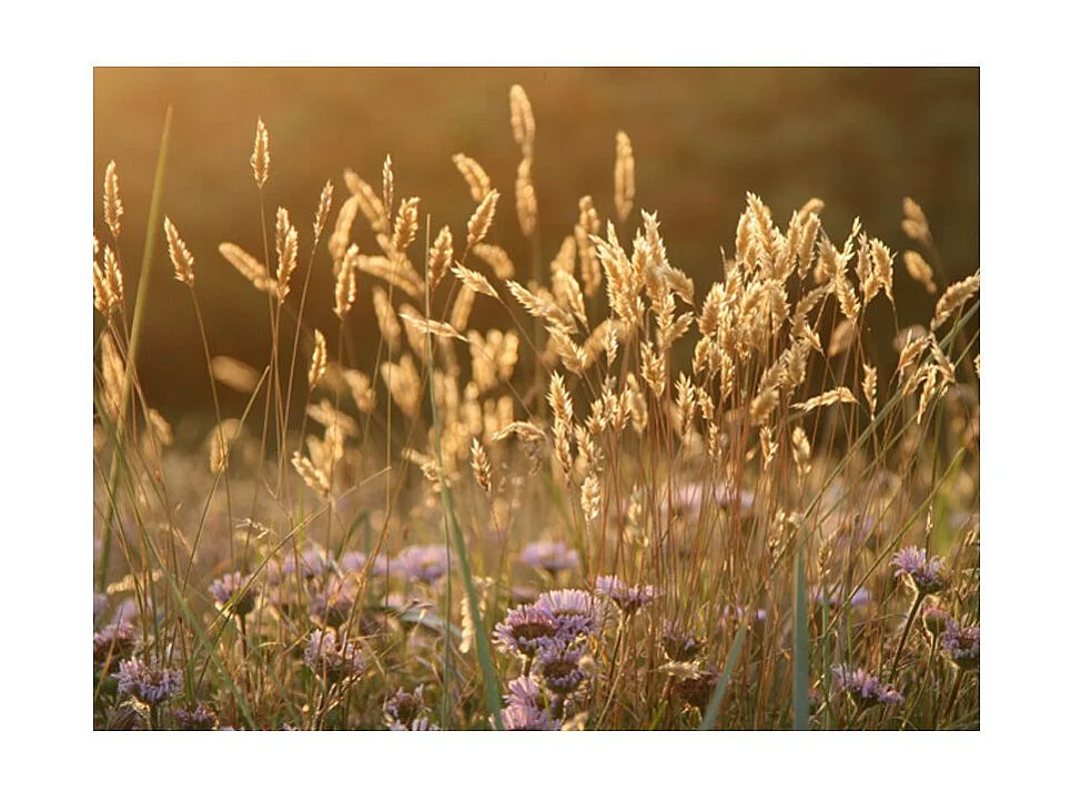 Papier Peint "Awakening Ceral Field" 193 x 250 cm