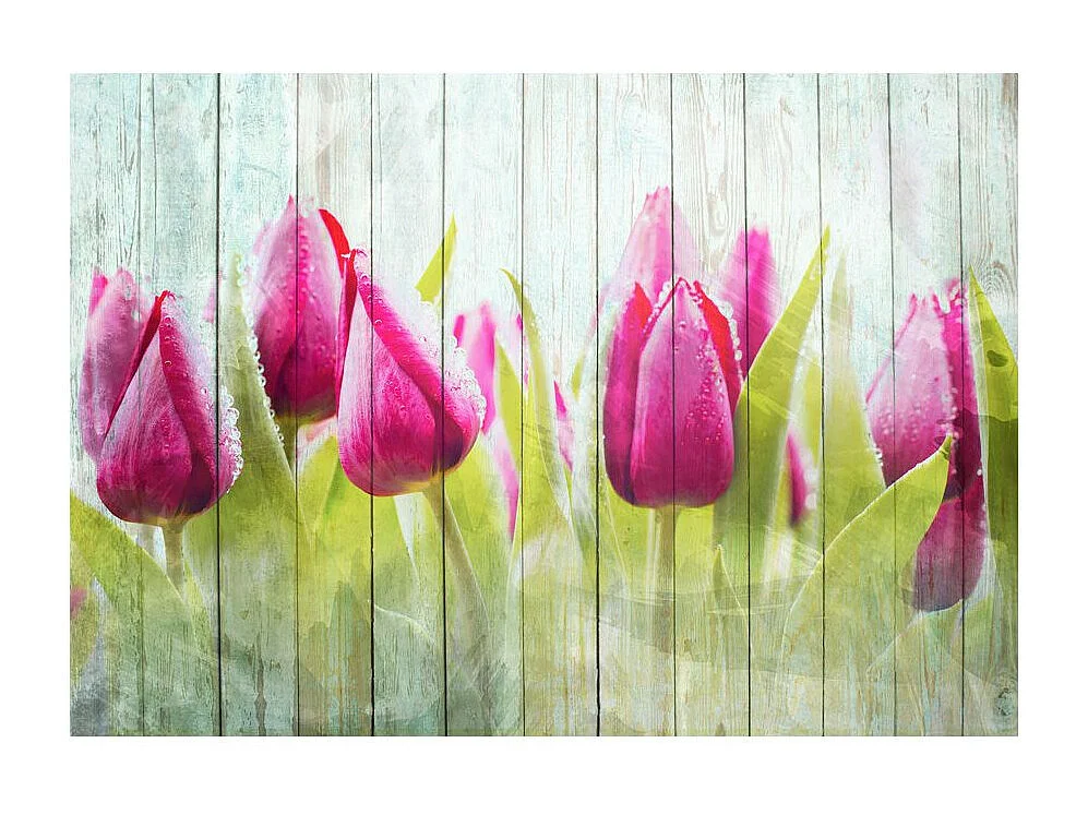 Papier Peint "Tulips on White Wood" 245 x 350 cm