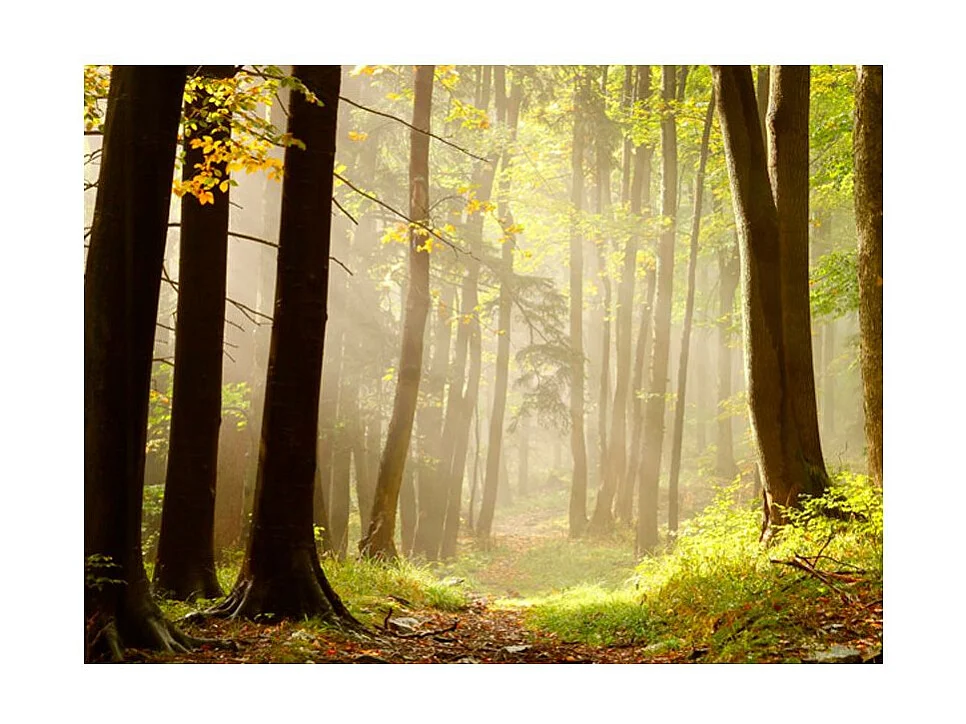 Papier Peint "Mysterious Forest Path" 270 x 350 cm
