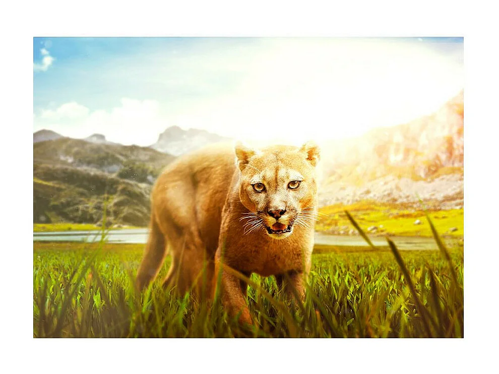 Papier Peint "Watch Out!" 210 x 300 cm