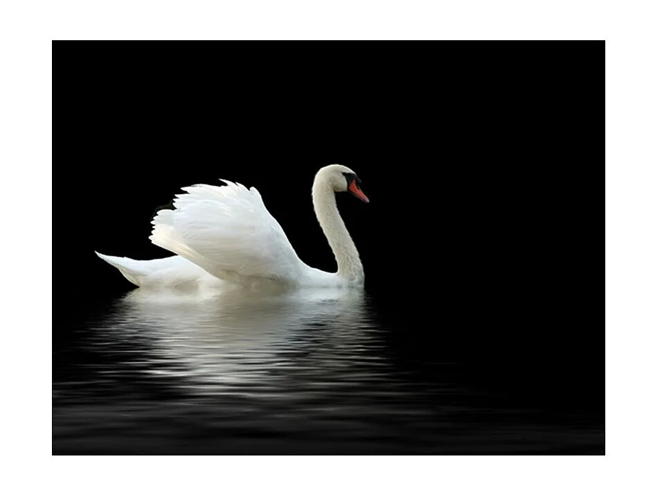 Papier Peint "Cygne Noir & Blanc" 270 x 350 cm