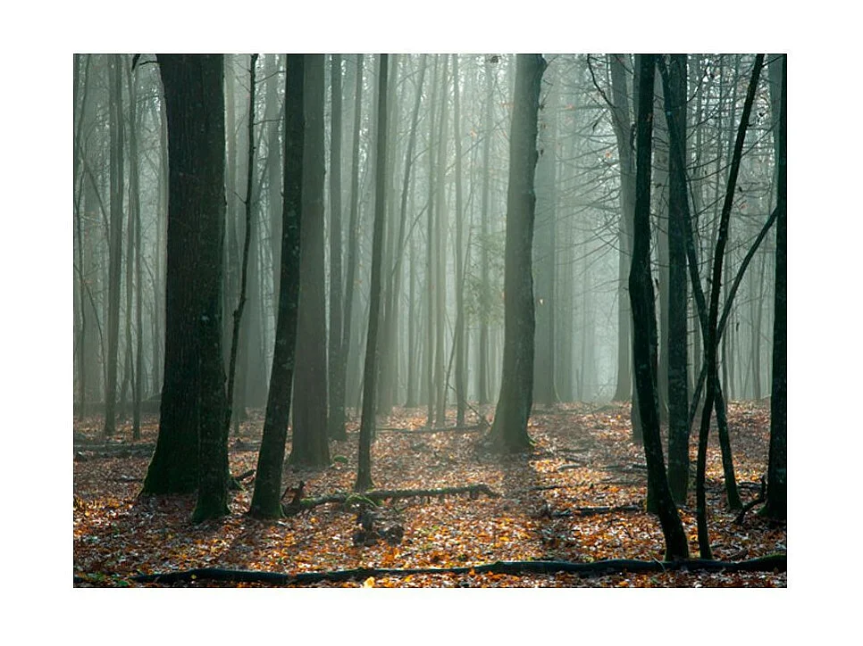 Papier Peint "Witches' Forest" 270 x 350 cm