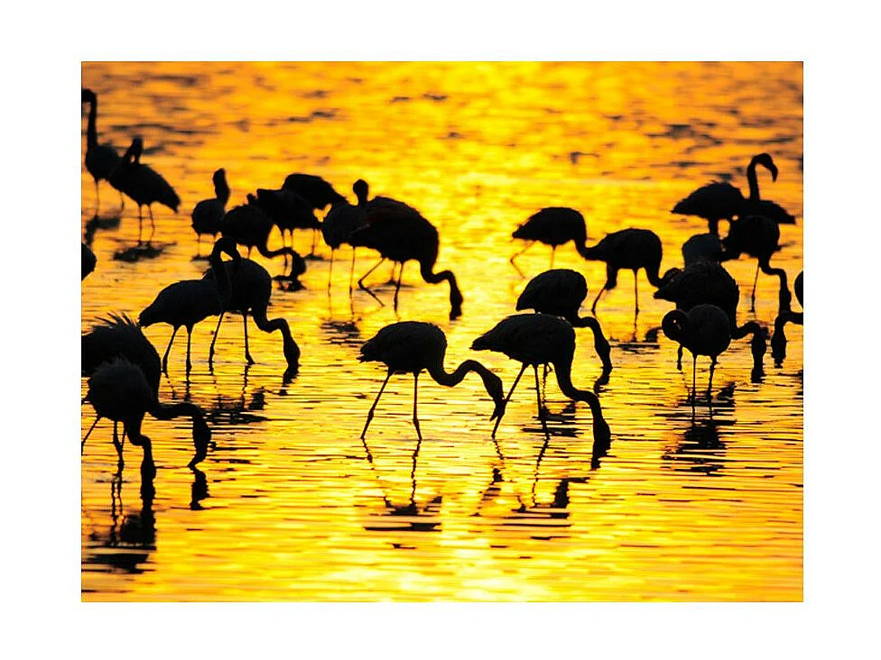 Papier Peint "Paradis des Flamants : Lac Nakuru, Kenya" 270 x 350 cm