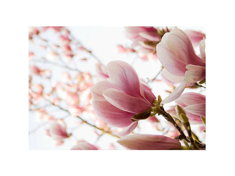 Papier Peint "Magnolia Rose" 154 x 200 cm