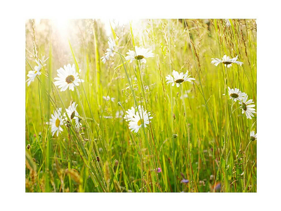 Papier Peint "Champ de Marguerites" 154 x 200 cm