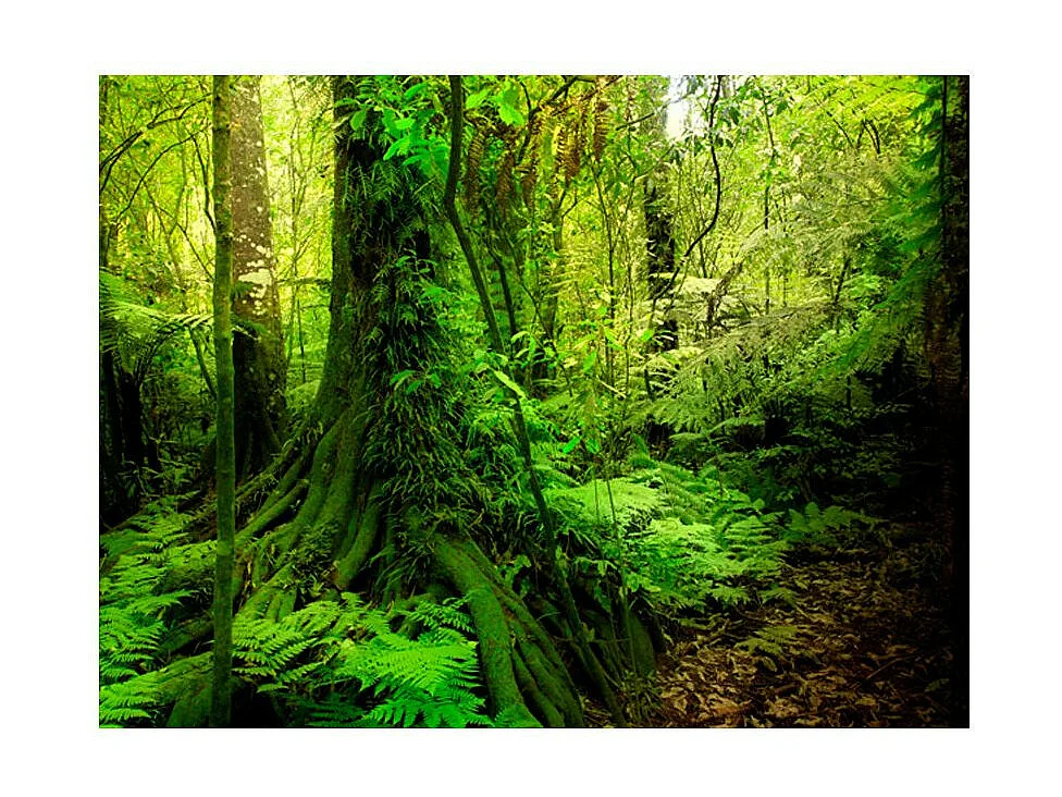 Papier Peint "Jungle" 231 x 300 cm