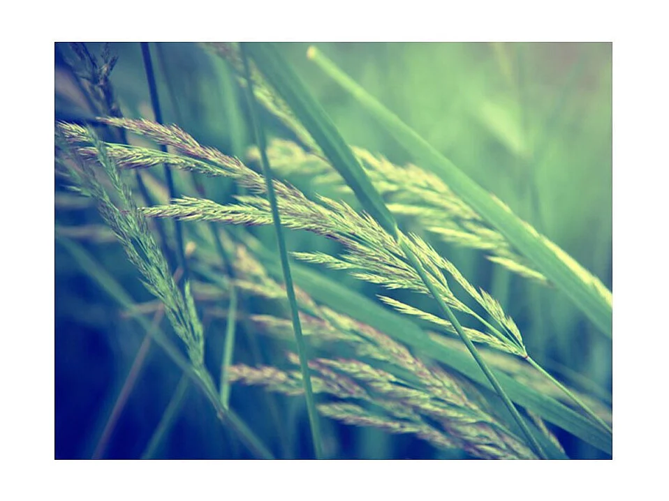 Papier Peint "Cereal Field" 231 x 300 cm