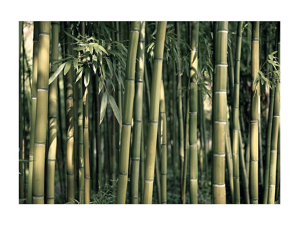 Papier Peint "Bamboo Exotic" 210 x 300 cm
