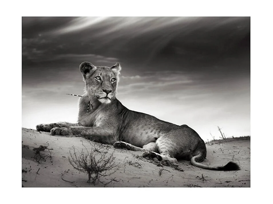 Papier Peint "Une Lionne en Noir & Blanc" 154 x 200 cm