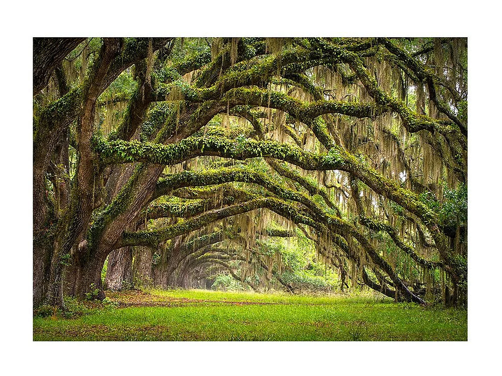 Papier Peint "Tree Embrace" 105 x 150 cm