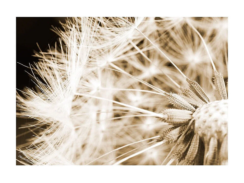 Papier Peint "Dandelion Sepia" 210 x 300 cm