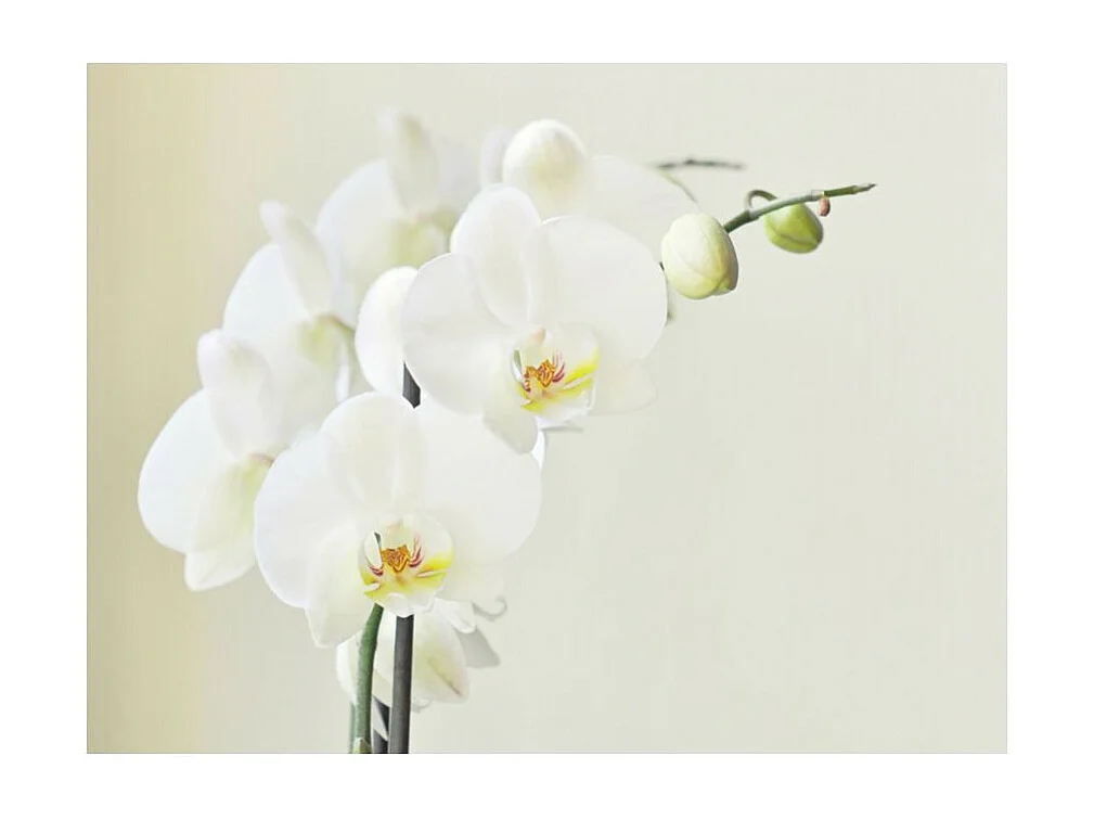 Papier Peint "Orchidée Blanche" 231 x 300 cm