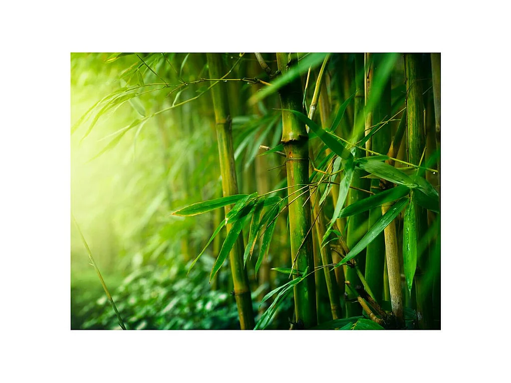 Papier Peint "Jungle Bambou" 231 x 300 cm