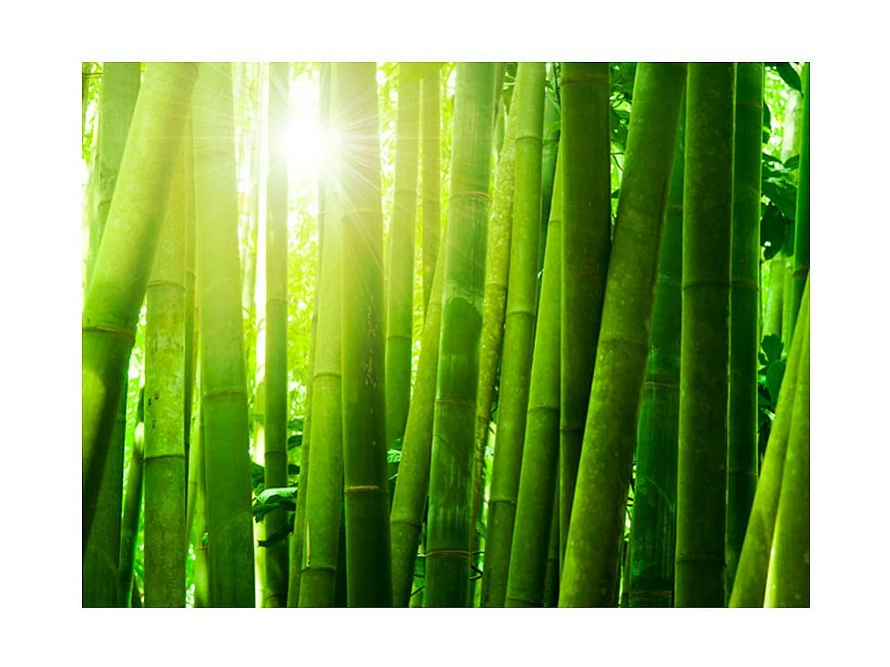 Papier Peint "Soleil & Bambou" 154 x 200 cm