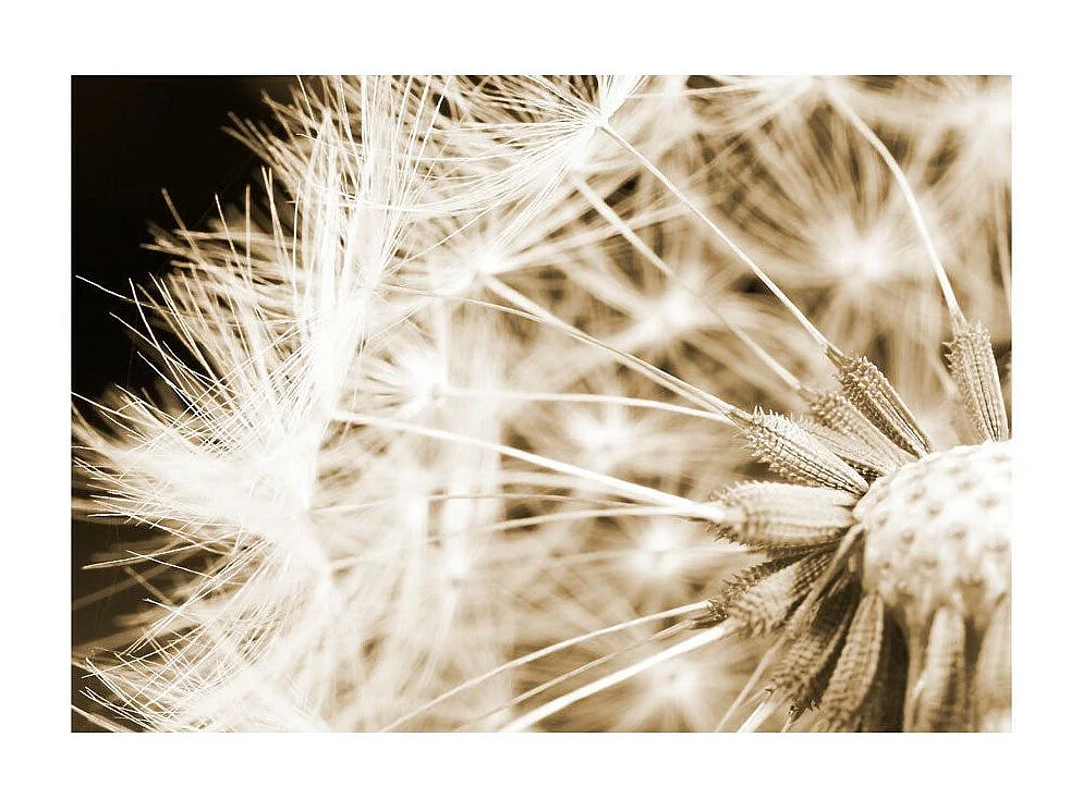 Papier Peint "Dandelion Sepia" 175 x 250 cm