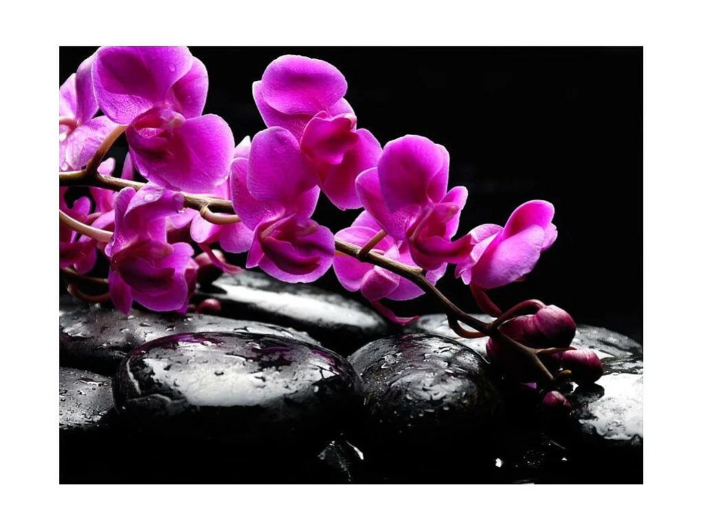 Papier Peint "Moment de Détente : Orchidée & Pierres Zen" 193 x 250 cm