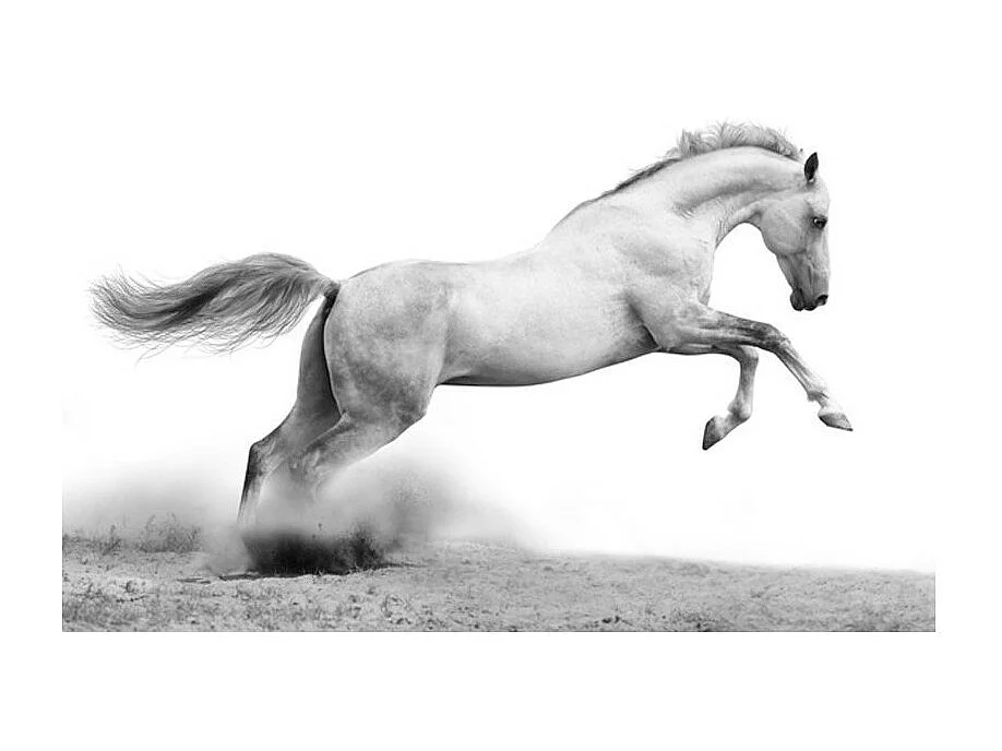 Papier Peint "White Gallop" 154 x 200 cm