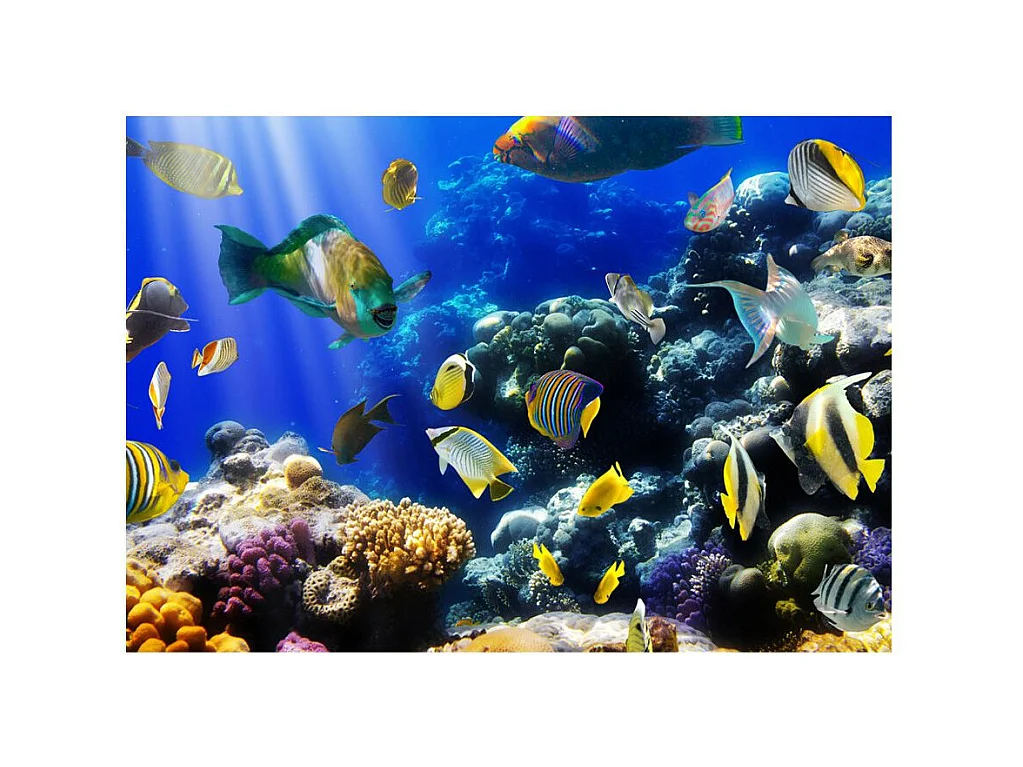 Papier Peint "Underwater Adventure" 210 x 300 cm