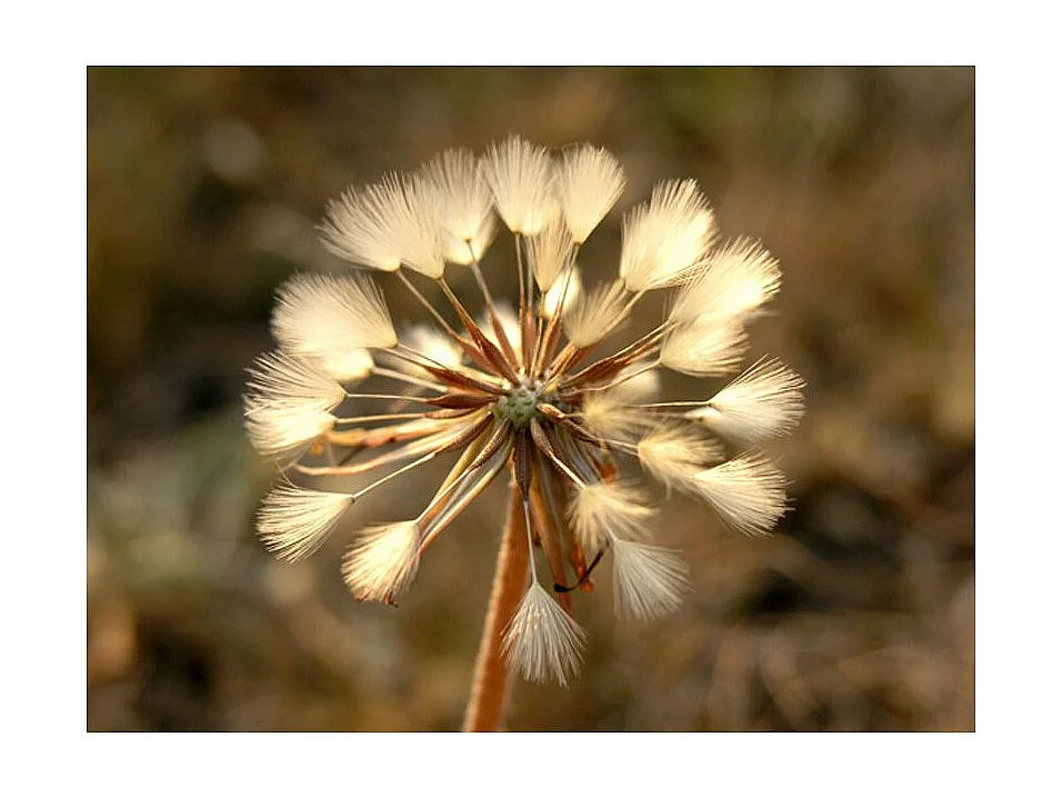 Papier Peint "En Plein Été Dent de Lion" 193 x 250 cm
