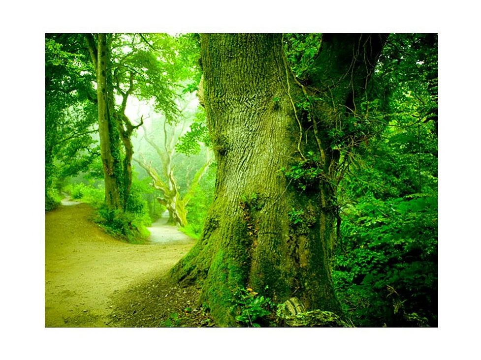 Papier Peint "Chemin Forestier" 270 x 350 cm