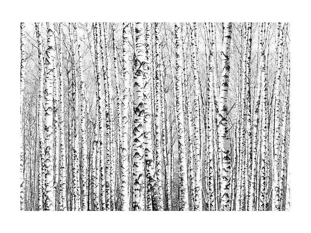 Papier Peint "Birch Forest" 210 x 300 cm