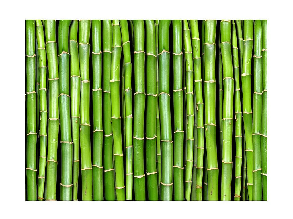 Papier Peint "Mur Vert Bambou" 270 x 350 cm