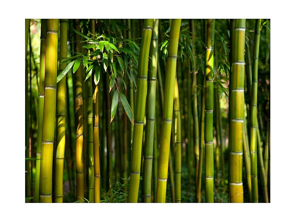Papier Peint "Forêt de Bambous Asiatique" 154 x 200 cm