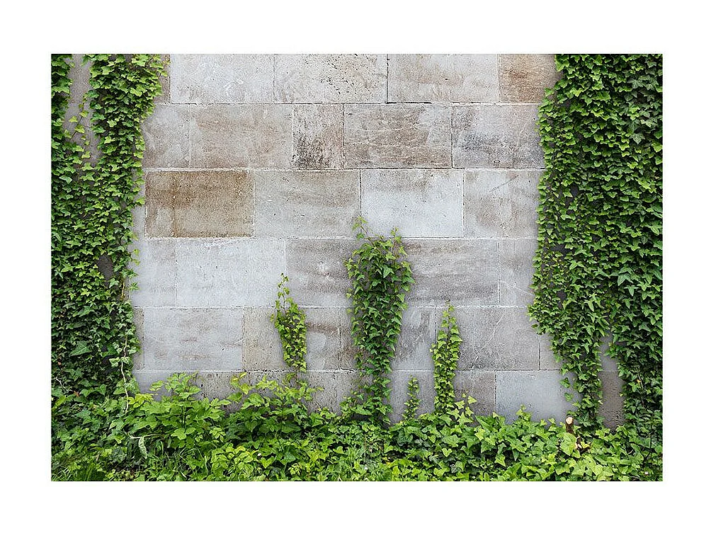 Papier Peint "The Forgotten Garden" 245 x 350 cm