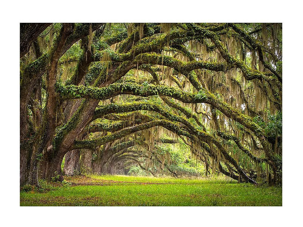 Papier Peint "Tree Embrace" 210 x 300 cm