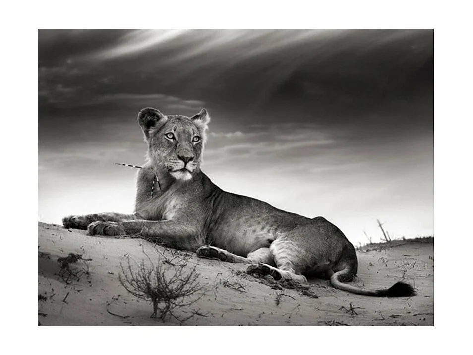 Papier Peint "Une Lionne en Noir & Blanc" 193 x 250 cm