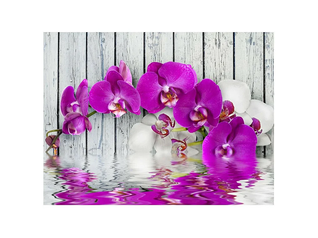 Papier Peint "Violet Orchids with Water Reflexion" 270 x 350 cm