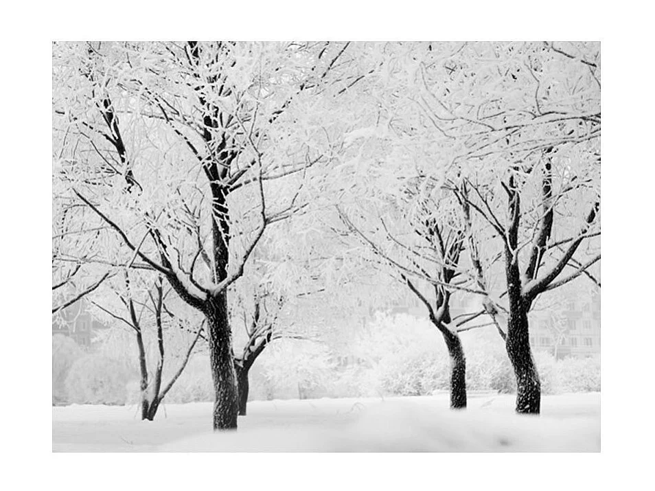 Papier Peint "Arbres Paysage D'hiver" 193 x 250 cm