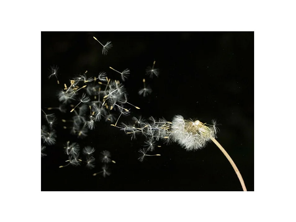 Papier Peint "Graines de Dent de Lion Emportées par le Vent" 231 x 300 cm