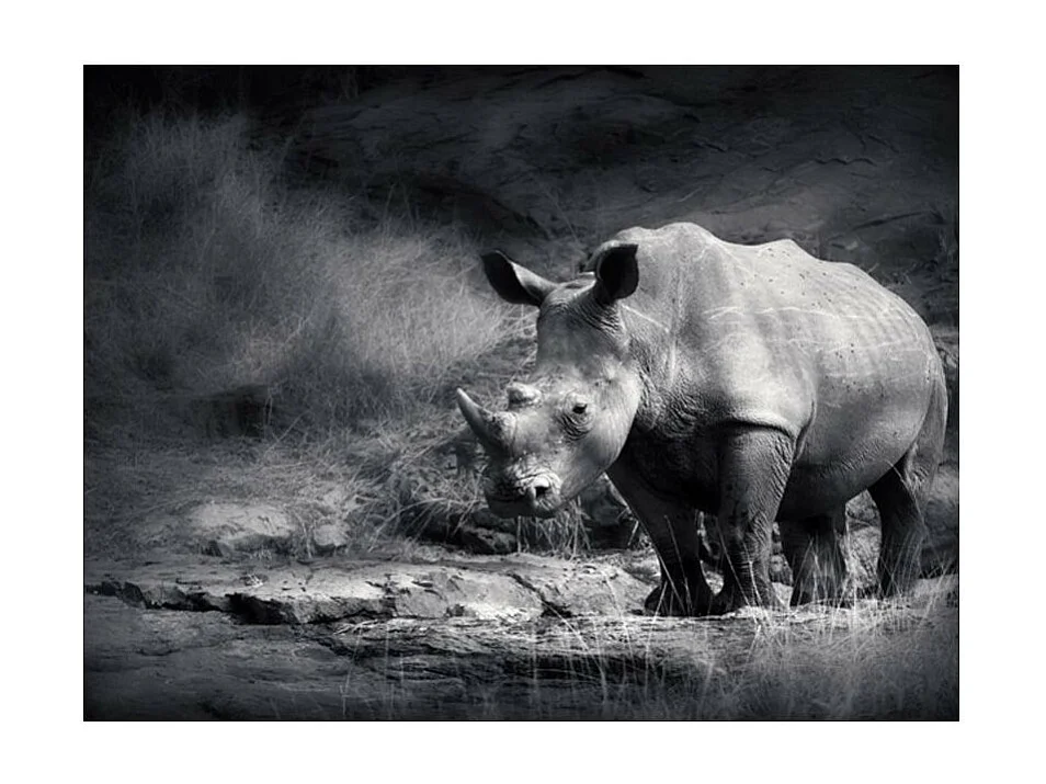 Papier Peint "Rhinocéros Perdu dans la Rêverie" 270 x 350 cm