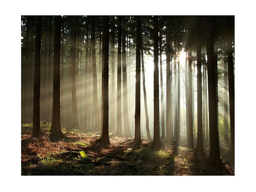 Papier Peint "Forêt dans le Brouillard du Matin" 154 x 200 cm