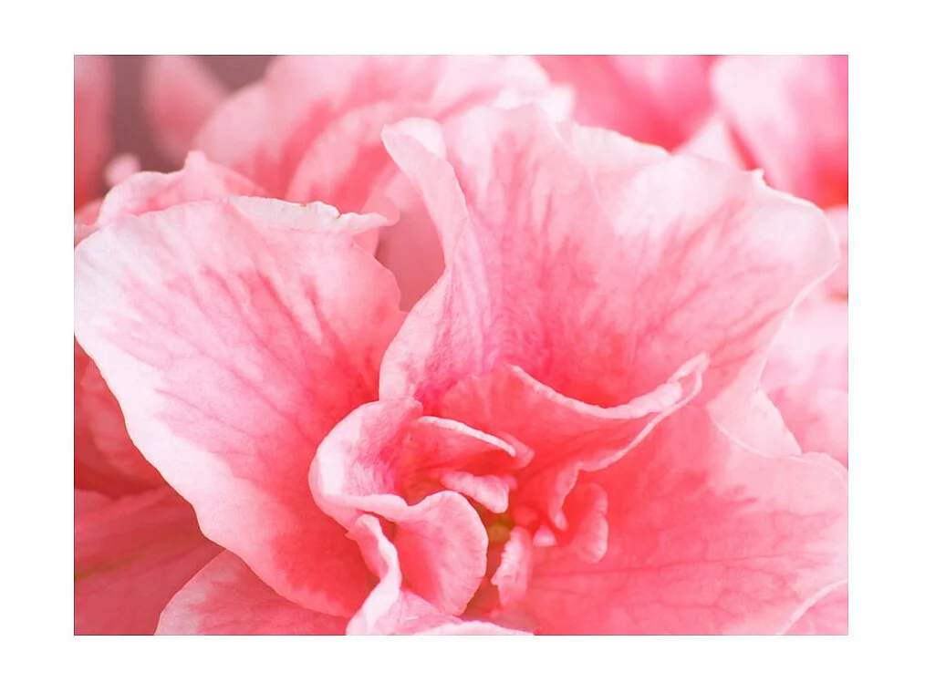 Papier Peint "Fleurs Roses de l'azalée" 193 x 250 cm