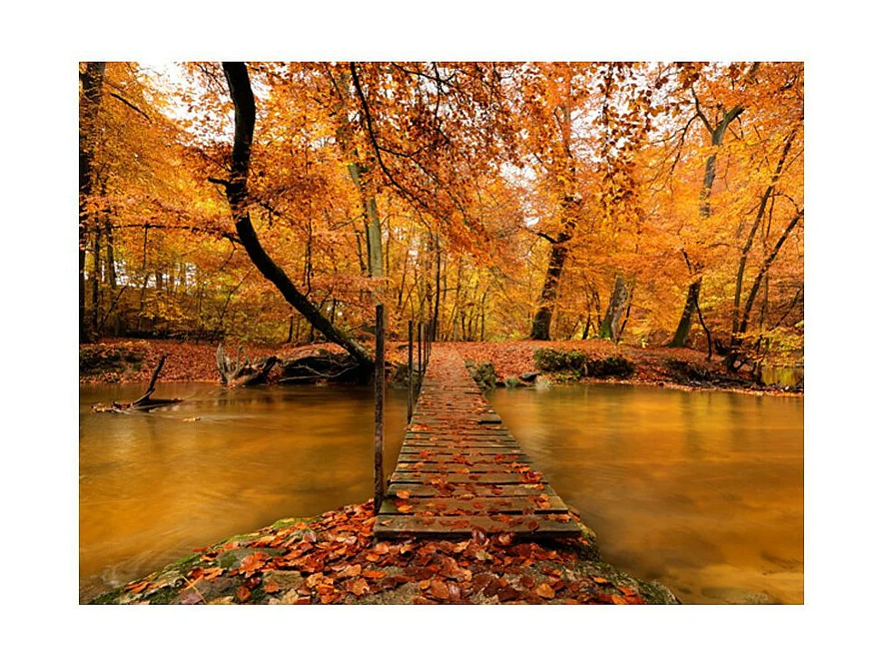 Papier Peint "Passerelle en Bois dans la Forêt" 270 x 350 cm