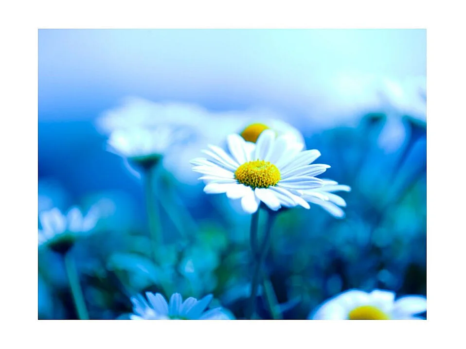 Papier Peint "Marguerite sur une Prairie Bleue" 193 x 250 cm