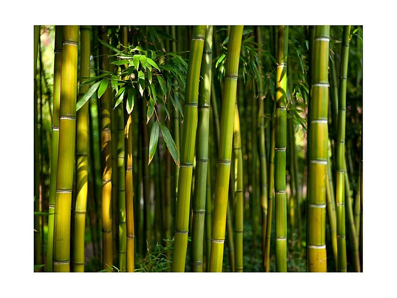 Papier Peint "Forêt de Bambous Asiatique" 270 x 350 cm