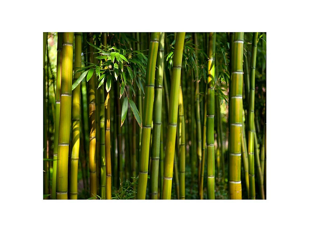 Papier Peint "Forêt de Bambous Asiatique" 270 x 350 cm